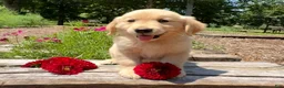 Golden Retriever dogs for sale: Benson - Ad 3