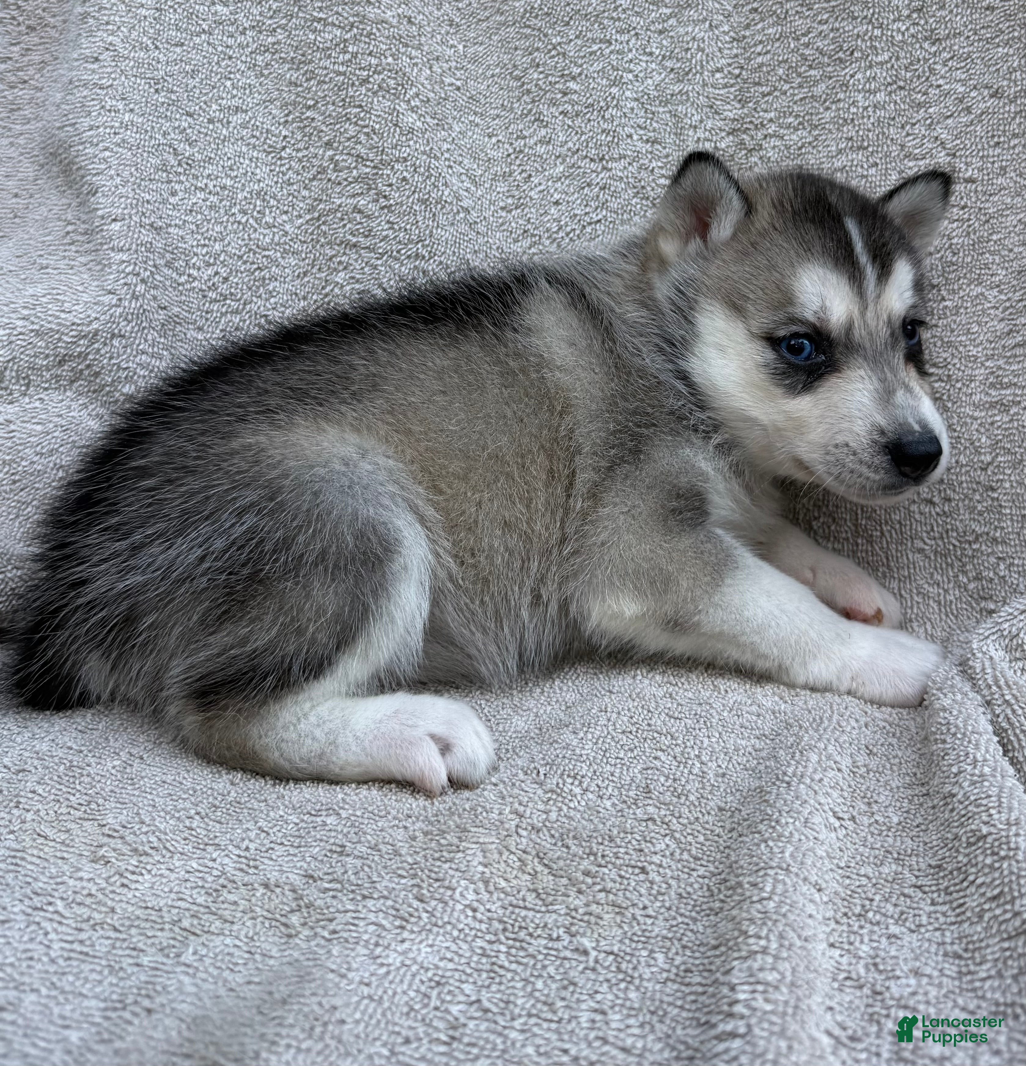 Siberian Husky dogs Nala - Ad 2