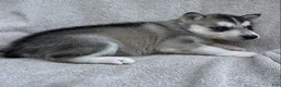Siberian Husky dogs for sale: Nala - Ad 2