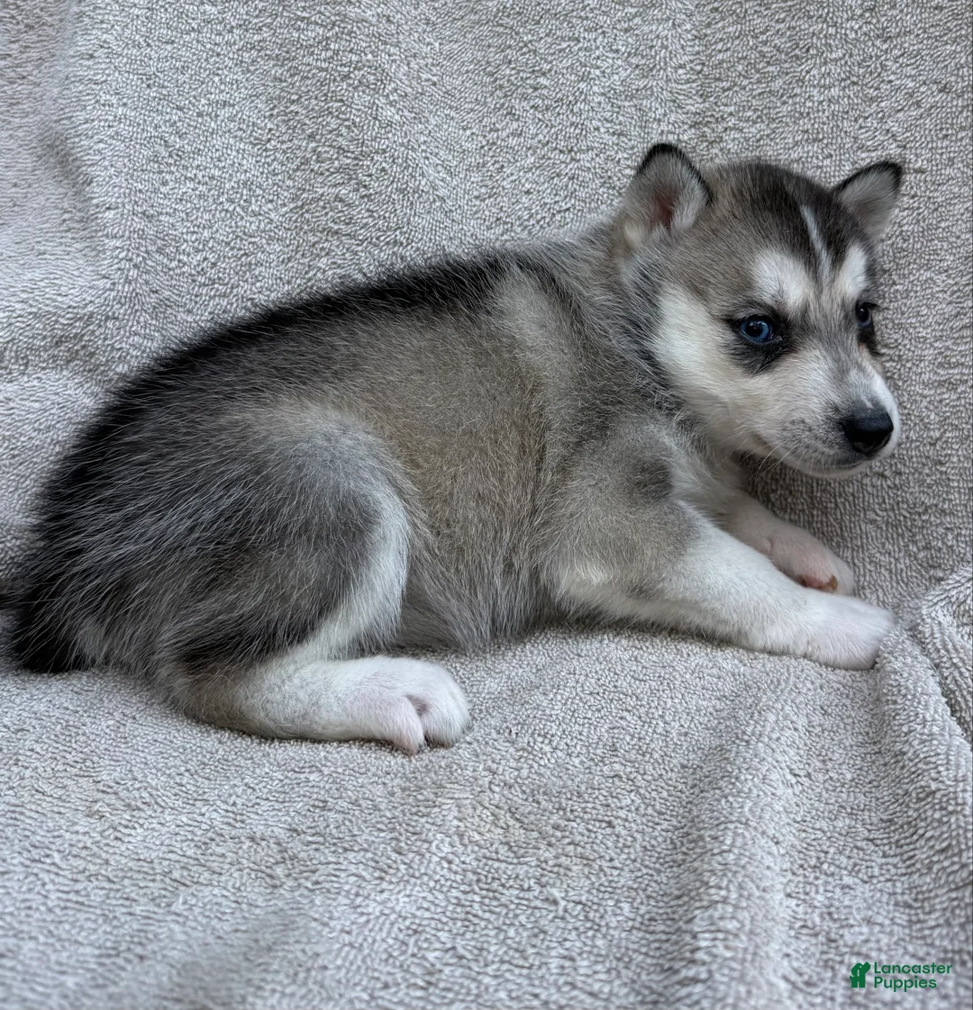 Siberian Husky dogs for sale: Nala - Ad 2