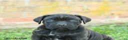 Cane Corso dogs for sale: Dreamer - Ad 5