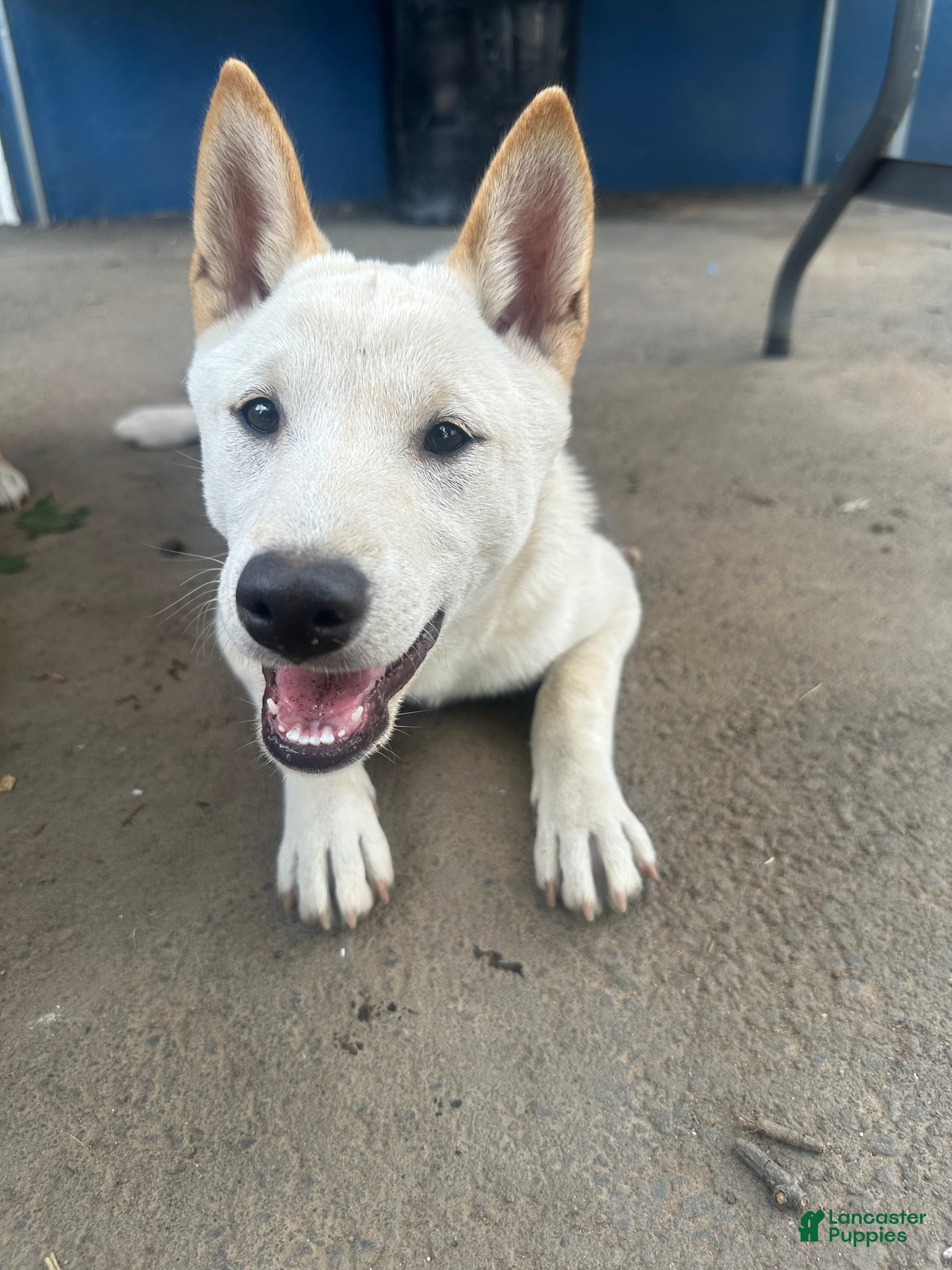 Shiba Inu dogs Sparky - Ad 1