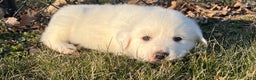 Great Pyrenees dogs for sale: Great Pyrenees Puppy 1 - Ad 3