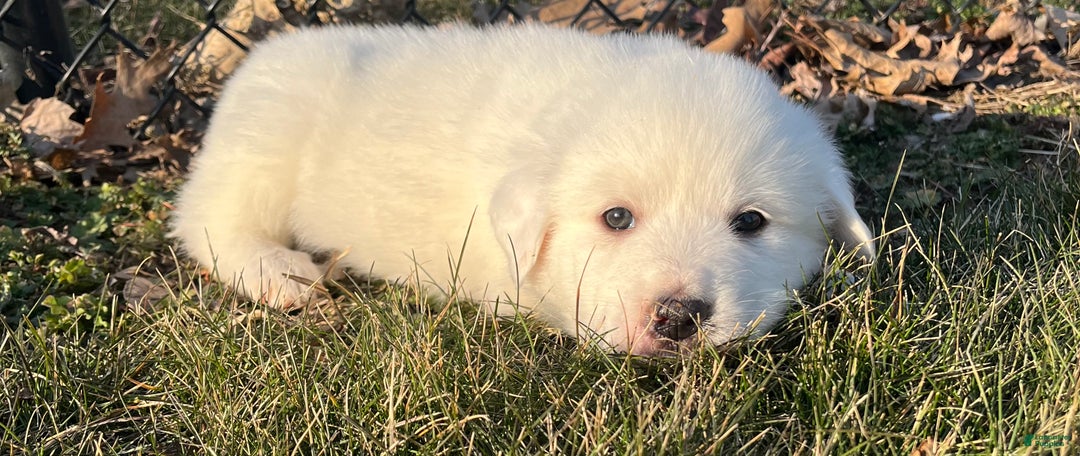 Great Pyrenees dogs for sale: Great Pyrenees Puppy 1 - Ad 3