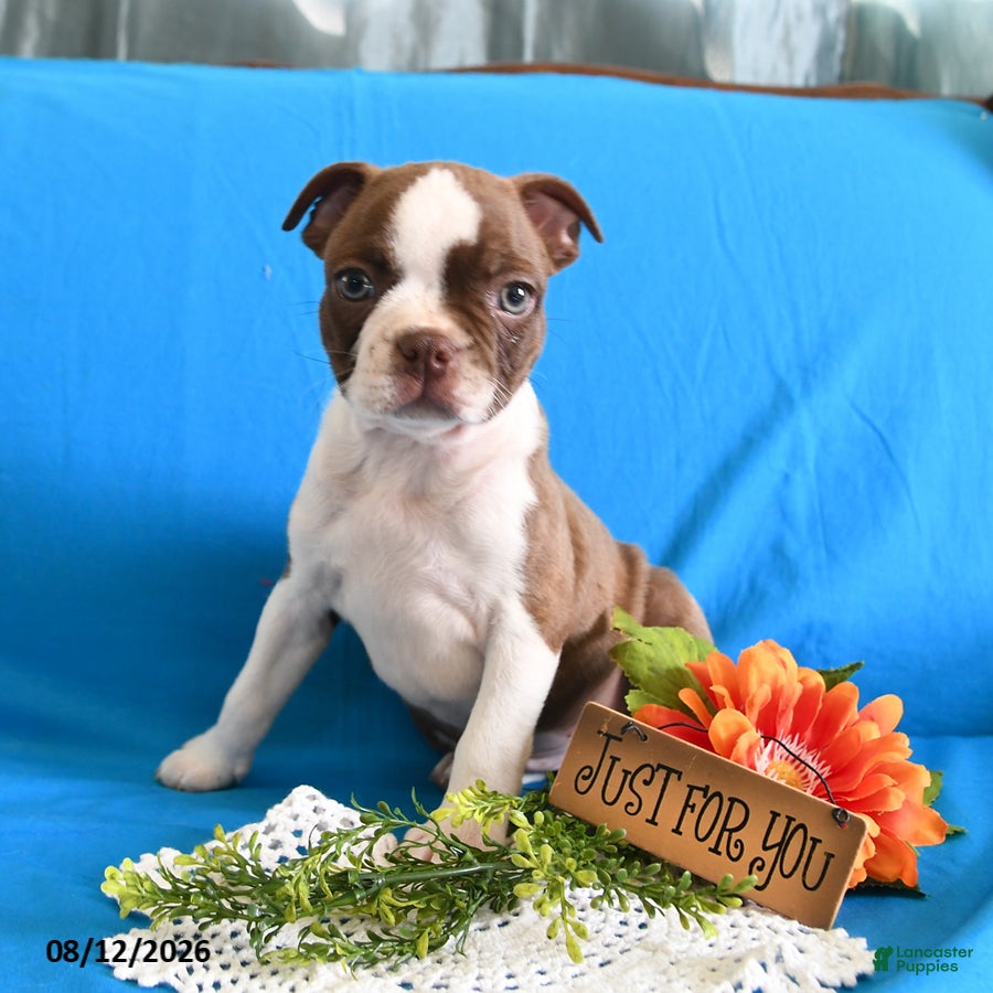 Boston Terrier dogs Zeus - Ad 2