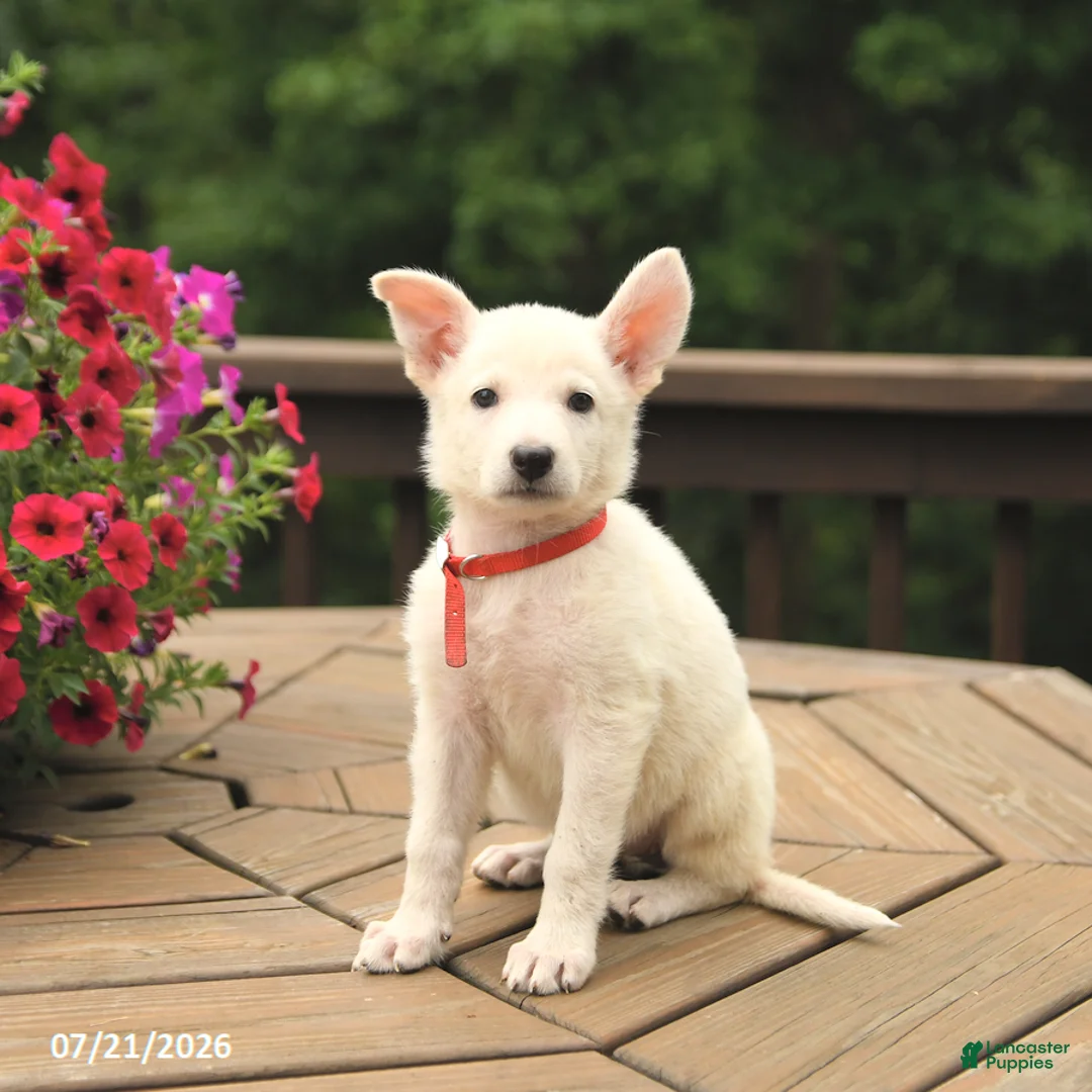 German Shepherd dogs for sale: Molly - Ad 2