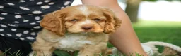 Cocker Spaniel dogs for sale: Atlas Cocker Spaniel  - Ad 7