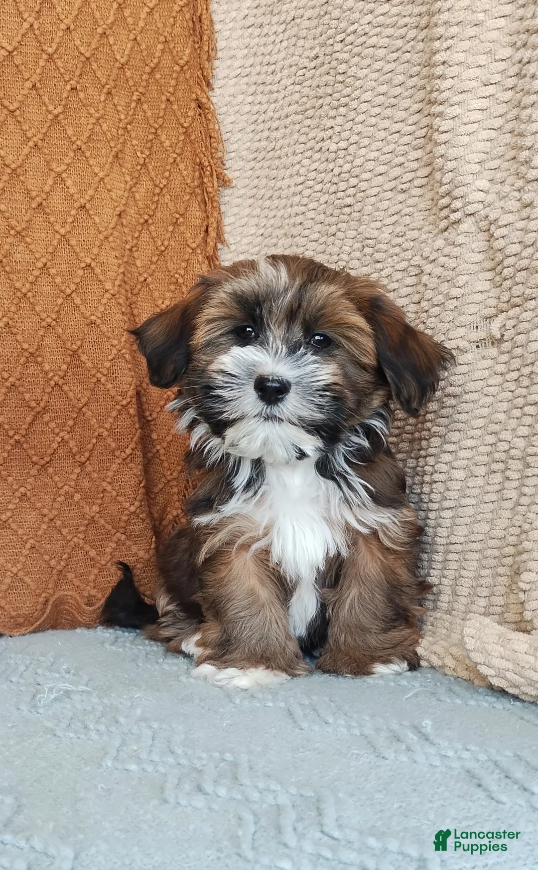 Havanese dogs for sale: Fern - Ad 2