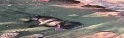 Belgian Malinois dogs for sale: OSA #2 - Ad 7