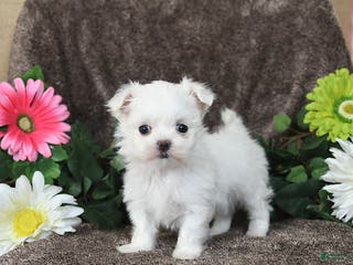 Maltese dogs Gloria - Ad 29