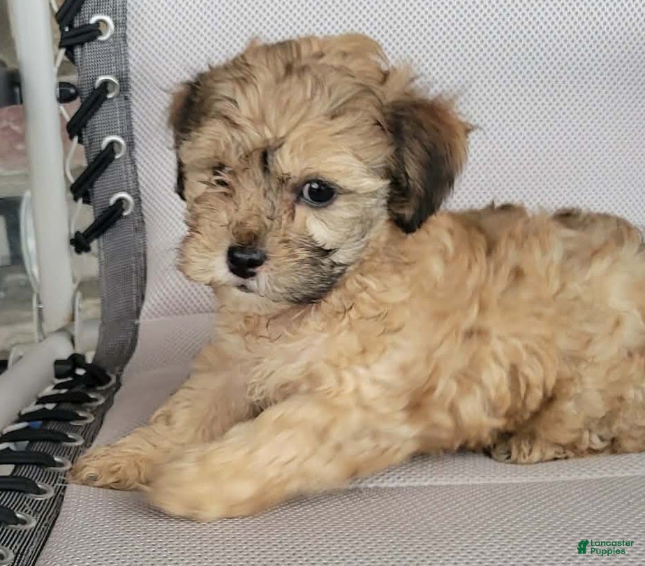 Shihpoo dogs Paris  - Ad 1