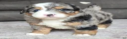 Mini Bernedoodle dogs for sale: Mini Shadow - Ad 20