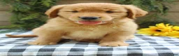 Golden Retriever dogs for sale: Trixie - Ad 7