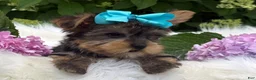 Yorkshire Terrier dogs for sale: Minx - Ad 11