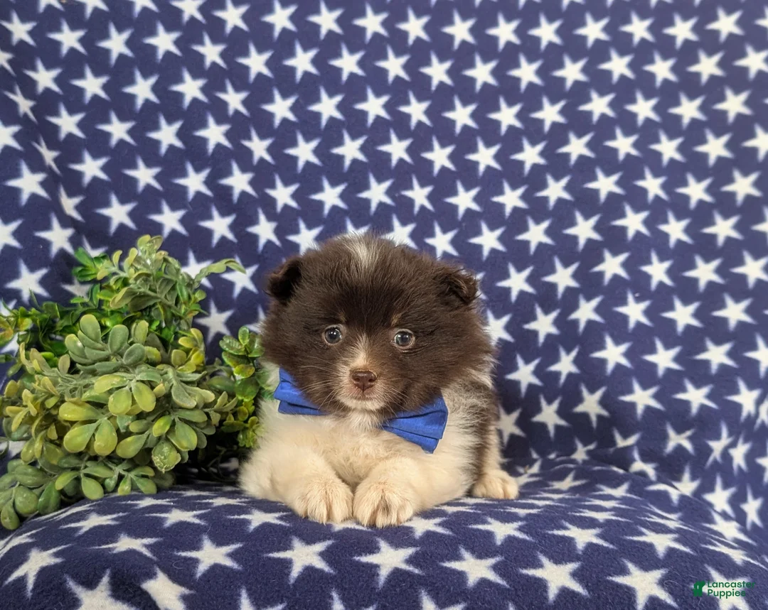Pomeranian dogs for sale: Lafayette Chocolate/White - Ad 5