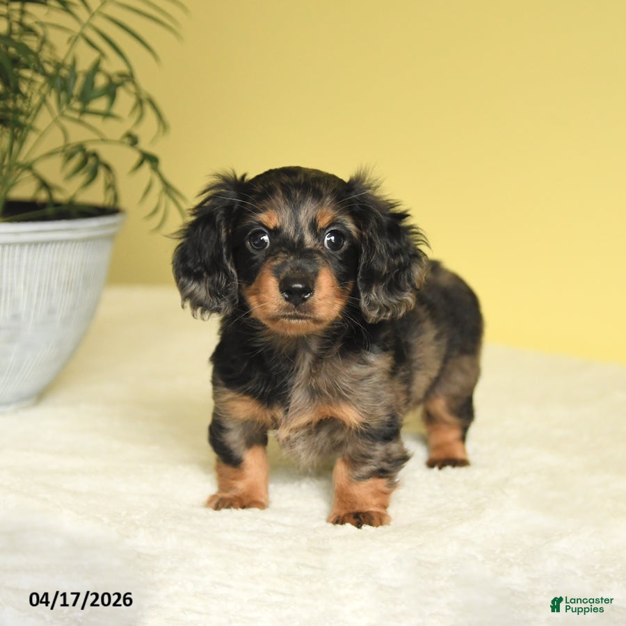 Miniature Dachshund dogs Justin - Ad 1