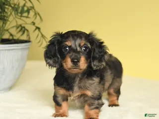Miniature Dachshund dogs for sale: Justin - Ad 3