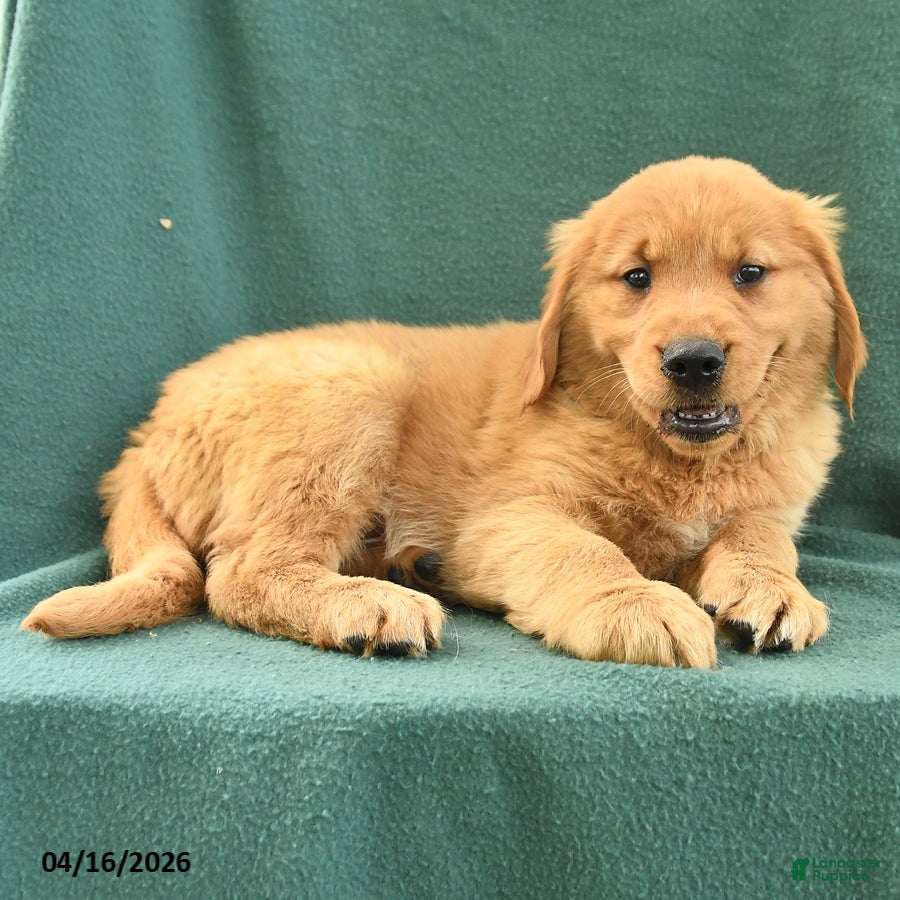 Golden Retriever dogs Rosemary - Ad 2