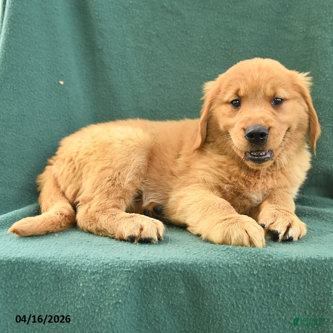 Golden Retriever dogs for sale: Rosemary - Ad 2