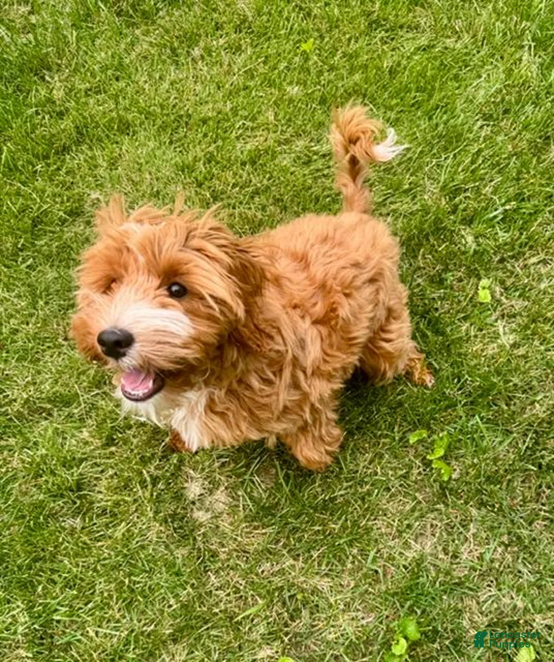 Irish Doodle dogs for sale: Irish Doodle 1 - Ad 7