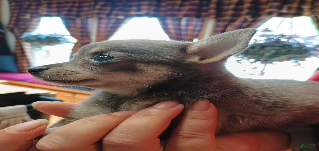 Gallery Image {{count}}