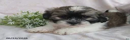 Teddy Bear dogs for sale: Emerson - Ad 11