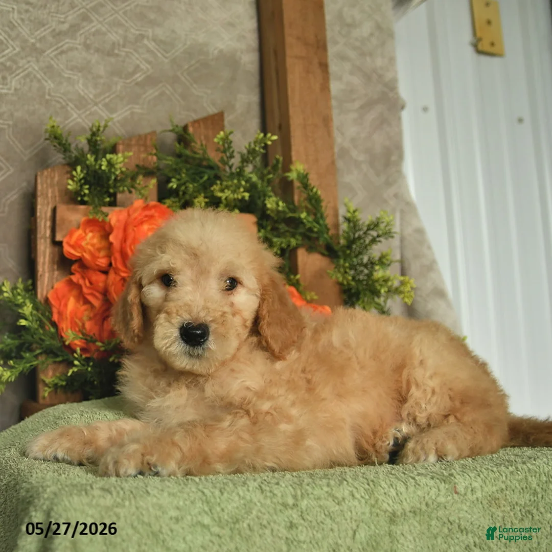 Mini Goldendoodle dogs for sale: Hunter  - Ad 3