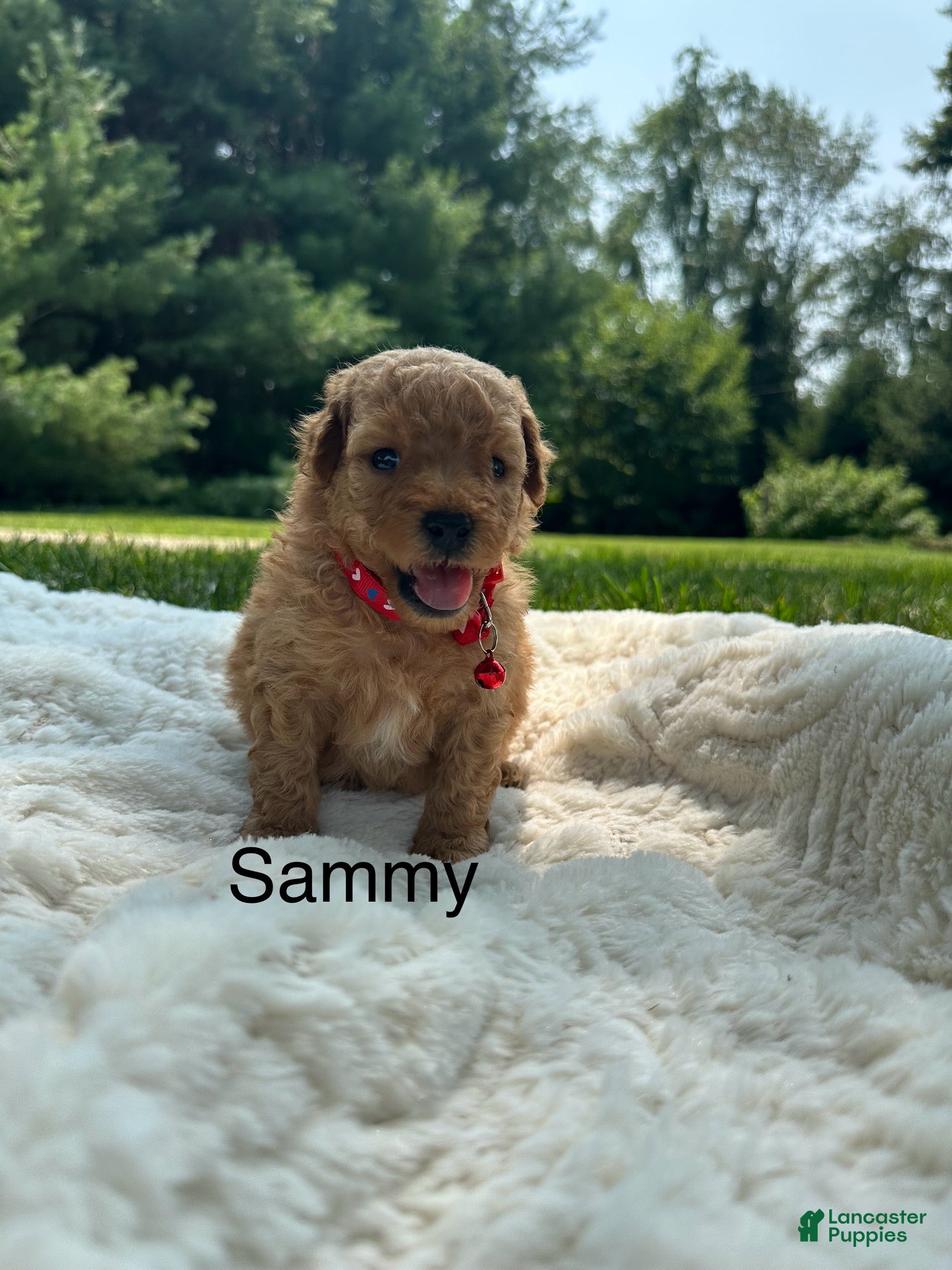 Miniature Poodle dogs for sale: Sammy - Ad 3