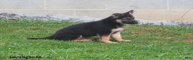 Bruno