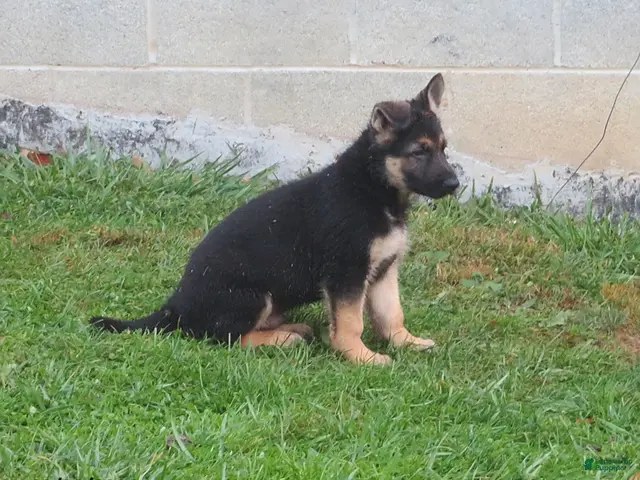 German Shepherd dogs for sale: Bruno - Ad 33