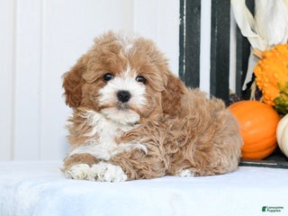 Havapoo dogs Queenie - Ad 11