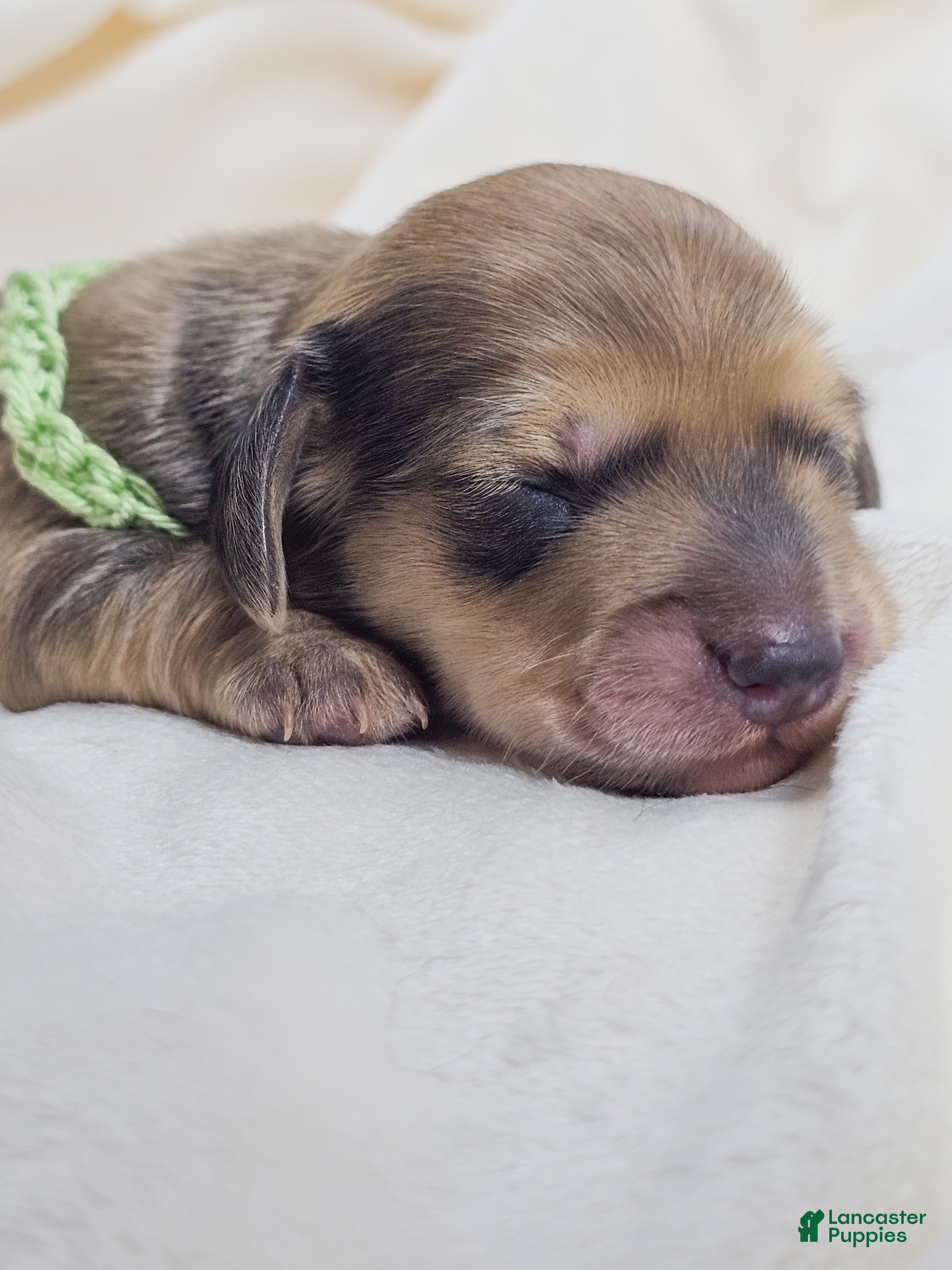 Miniature Dachshund dogs Pickles - Ad 4