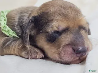 Miniature Dachshund dogs Pickles - Ad 4