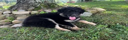 Miniature Australian Shepherd dogs for sale: Jax - Ad 3