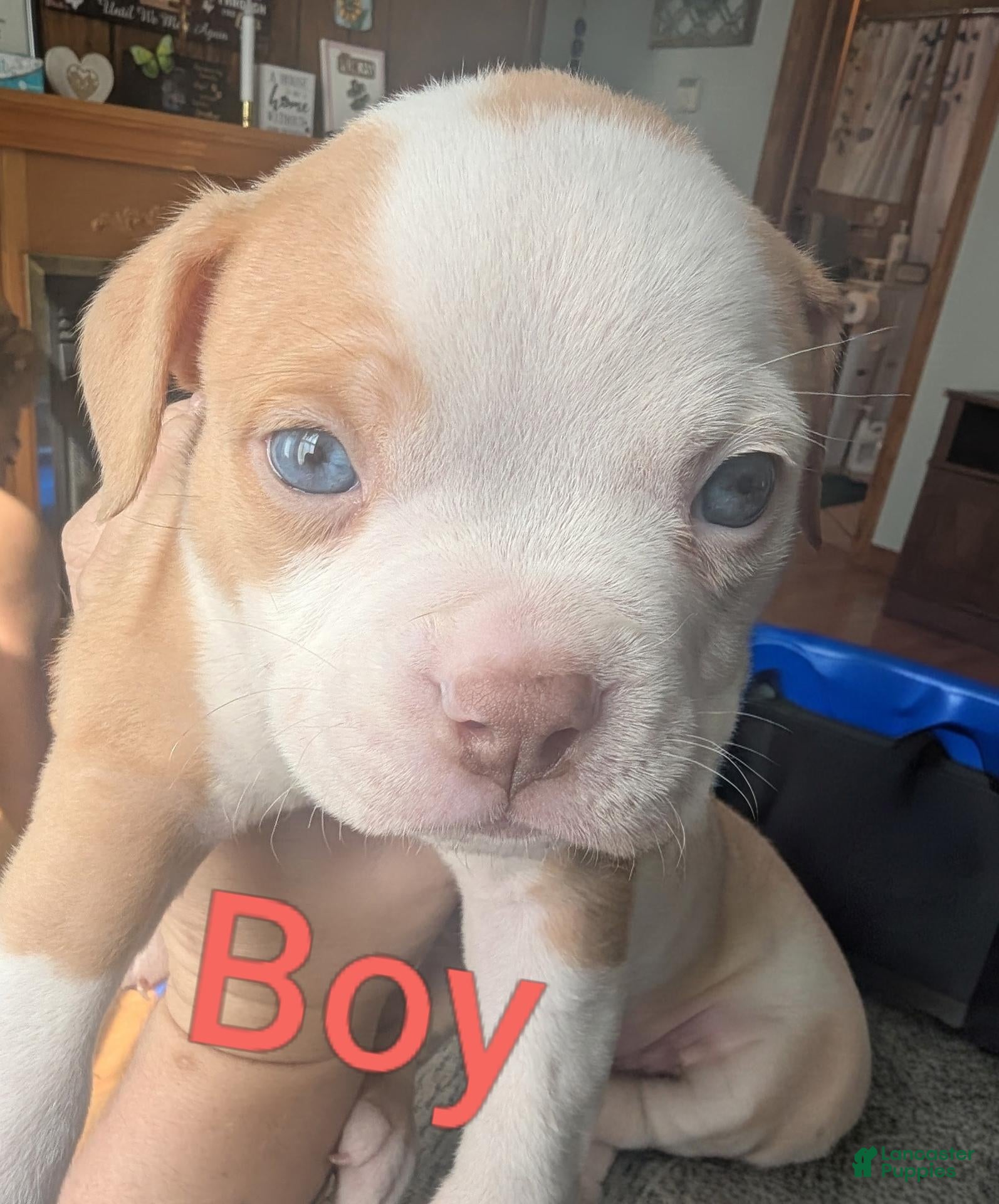 American Bully dogs for sale: American Bully 3 - Ad 38