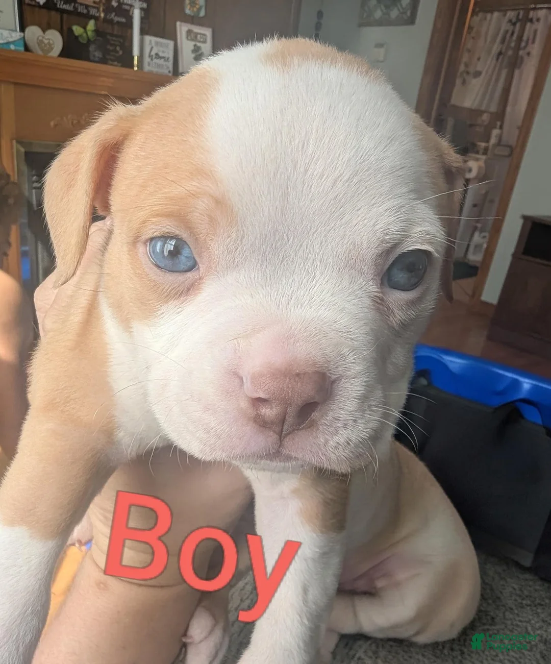 American Bully dogs for sale: American Bully 3 - Ad 1