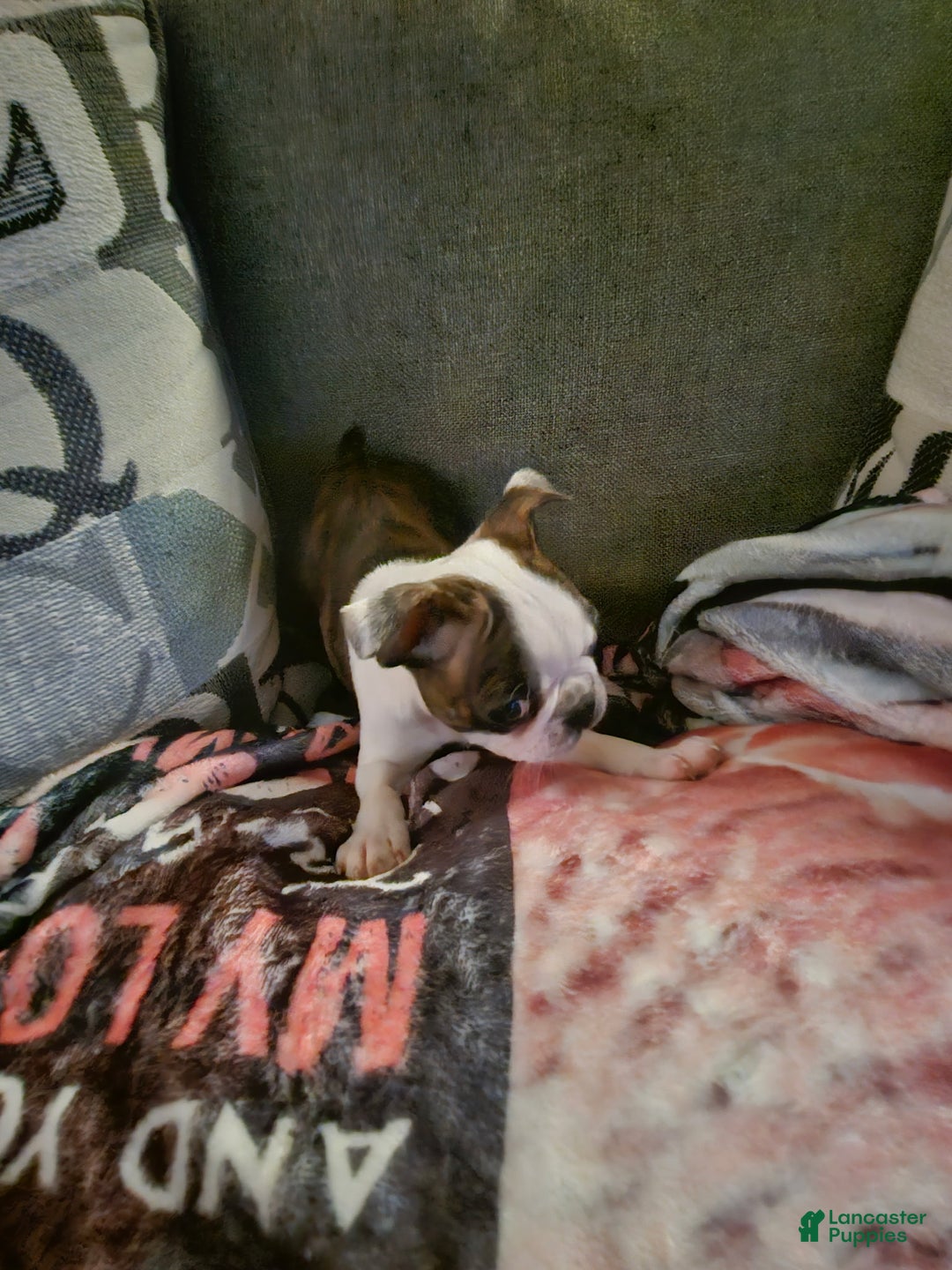 Boston Terrier dogs for sale: Giget - Ad 1