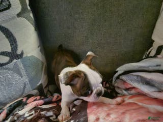 Boston Terrier dogs Giget - Ad 6