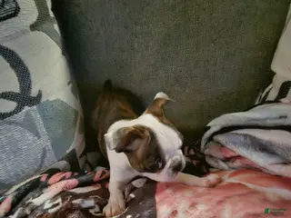 Boston Terrier dogs Giget - Ad 6