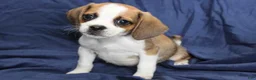 Puggle dogs for sale: Jasper - Ad 4