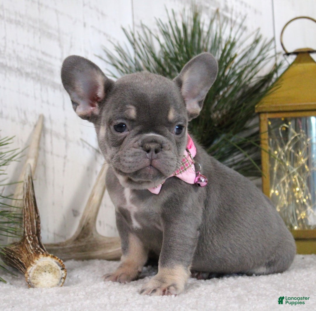 French Bulldog dogs for sale: Ann - Ad 2