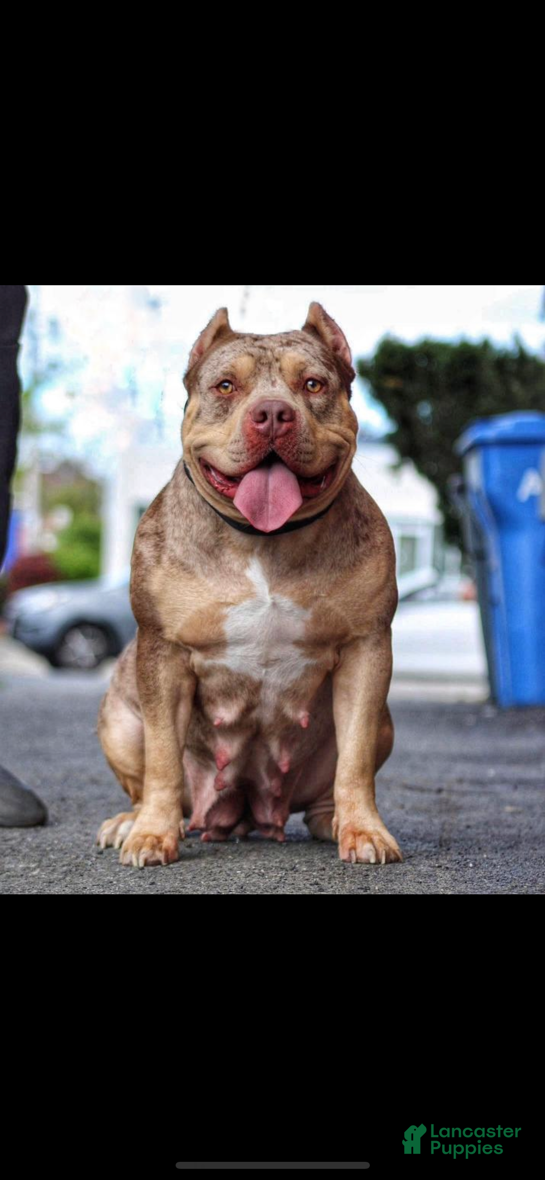 American Bully dogs for sale: Sabey  - Ad 4