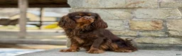 Beaglier dogs for sale: Wren - Ad 8