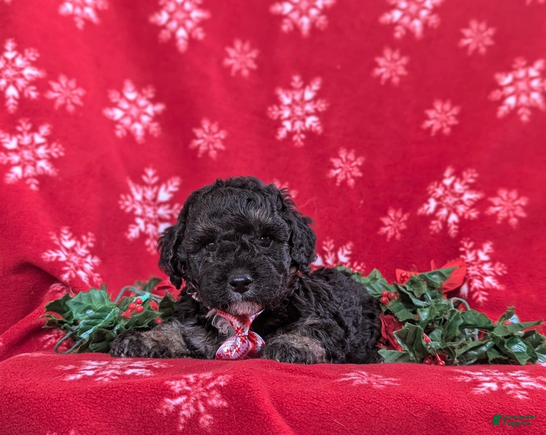 Cockapoo dogs for sale: Brendan Hypoallergenic - Ad 6