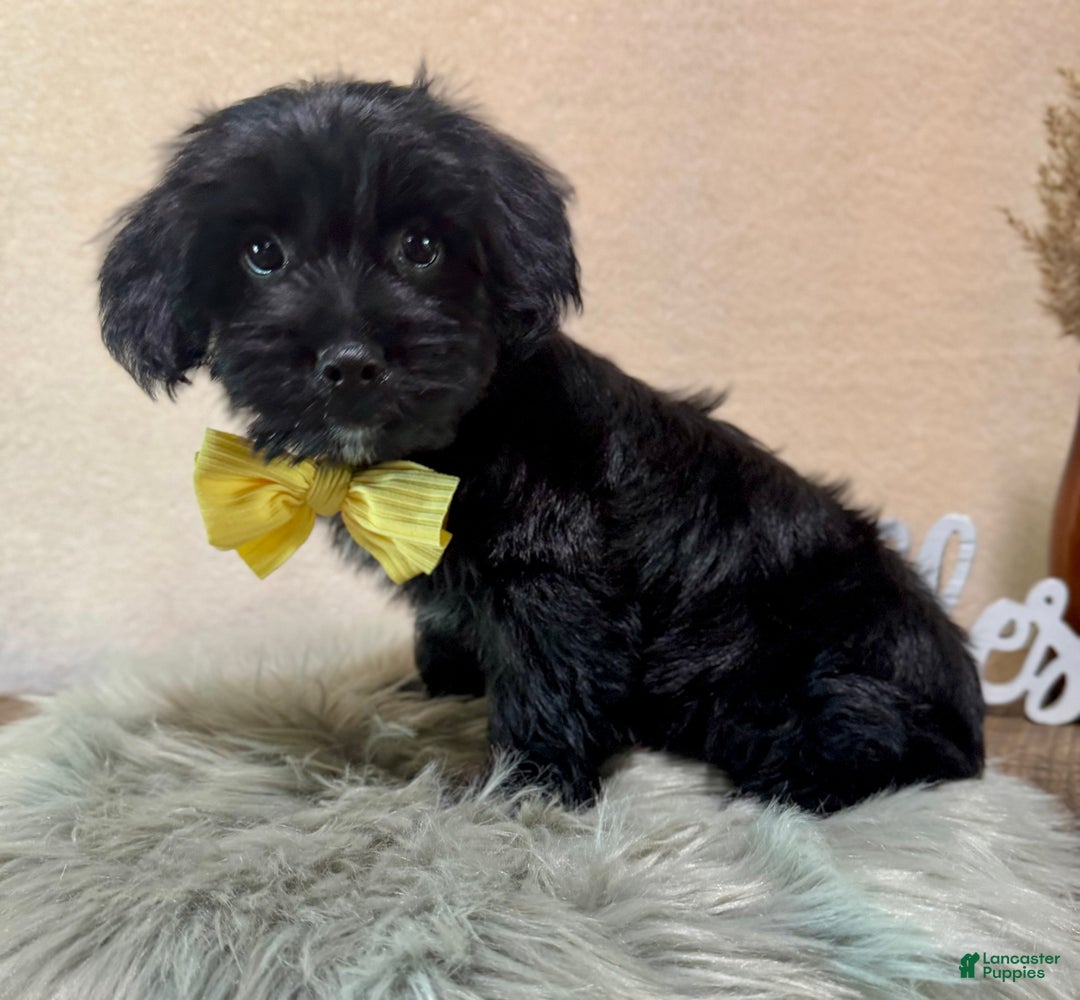 Yorkiepoo dogs for sale: Bennett - Ad 1
