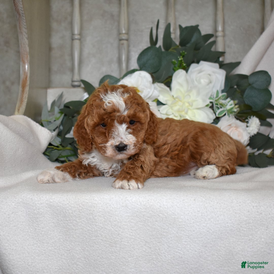 Miniature Poodle dogs for sale: Jasmine - Ad 6