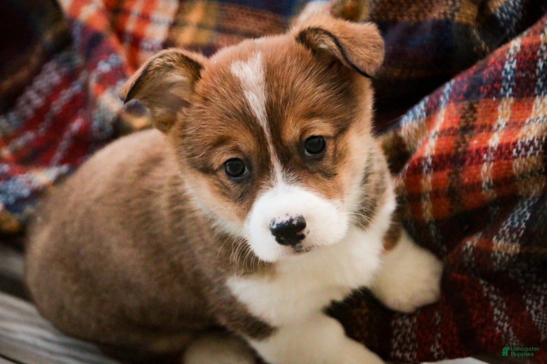 Welsh Corgi Pembroke dogs for sale: Muffin - Ad 5