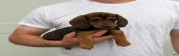 Dachshund dogs for sale: Brownie - Ad 1