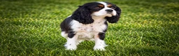 Cavapoo dogs for sale: RUSTY - Ad 15