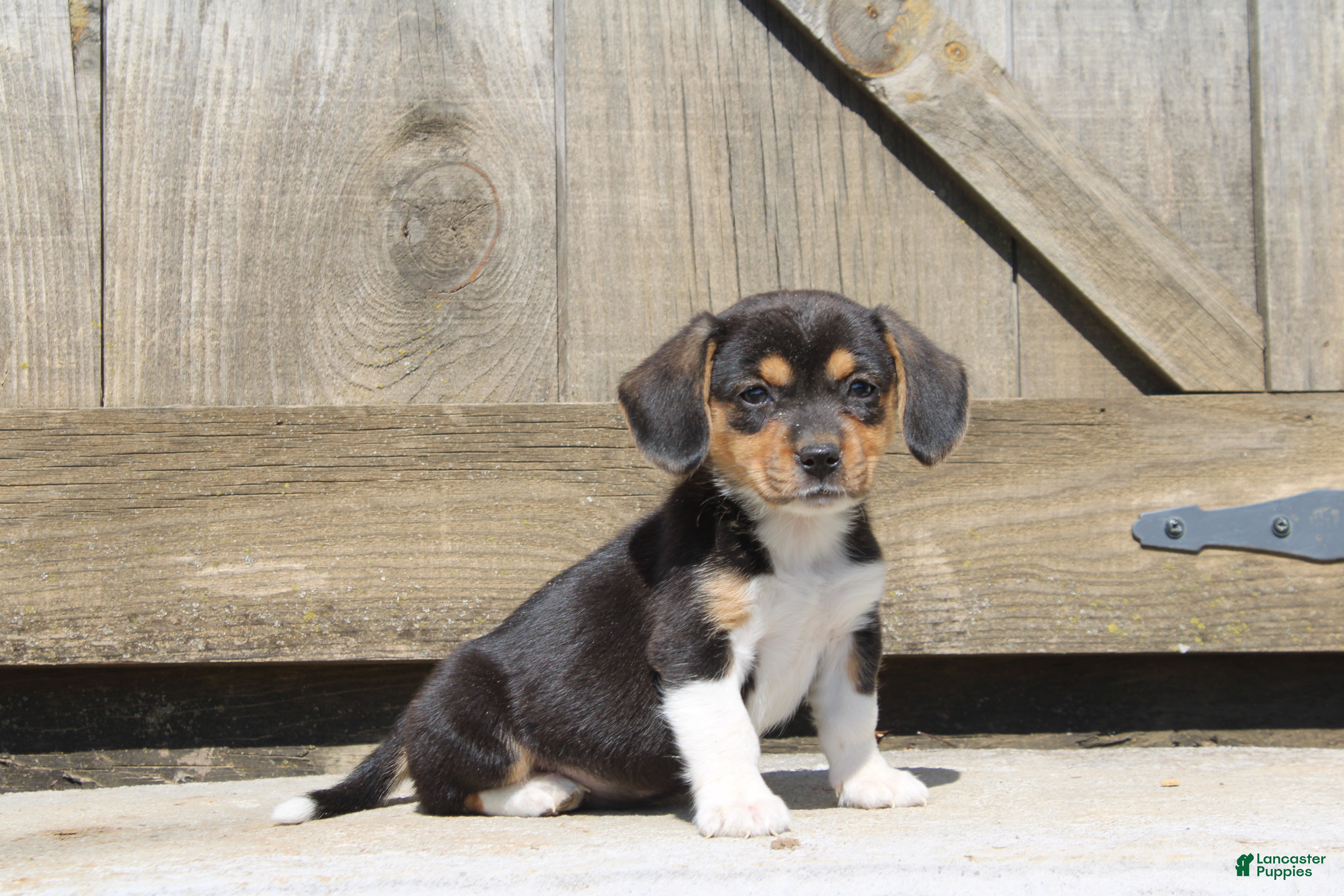 Mixed Breed dogs Navy - Ad 2